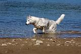 SIBERIAN HUSKY 558